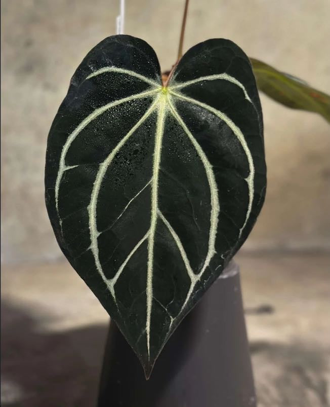 Carlablackiae OG4 x PM6 Seedling – B.B. Tropicals