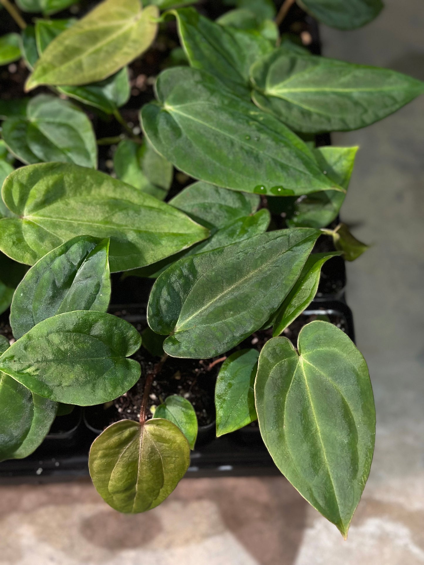 Doc F2 x BVEP (Round x BBL) Seedling