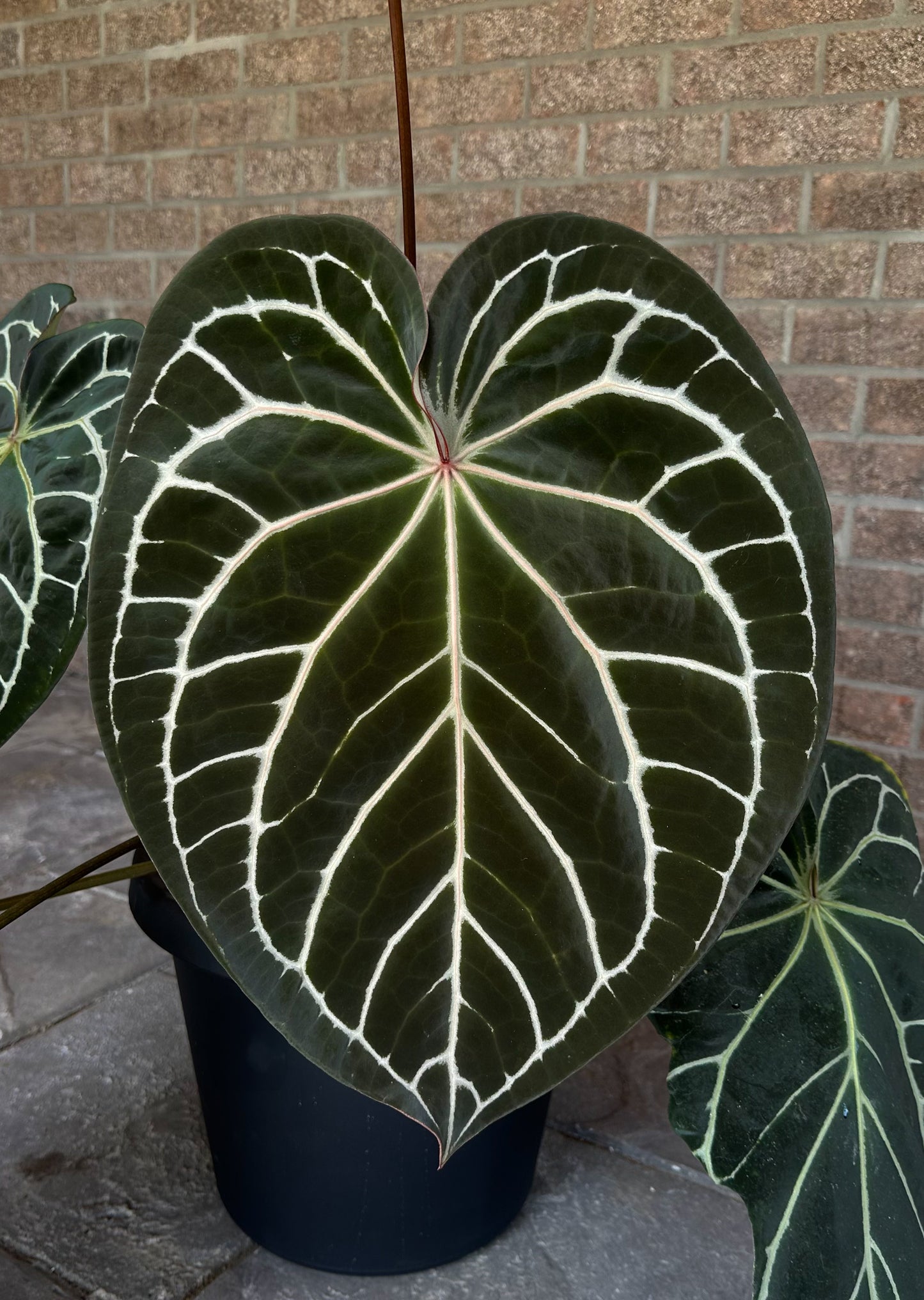 Doc F2 x BVEP (Round x BBL) Seedling