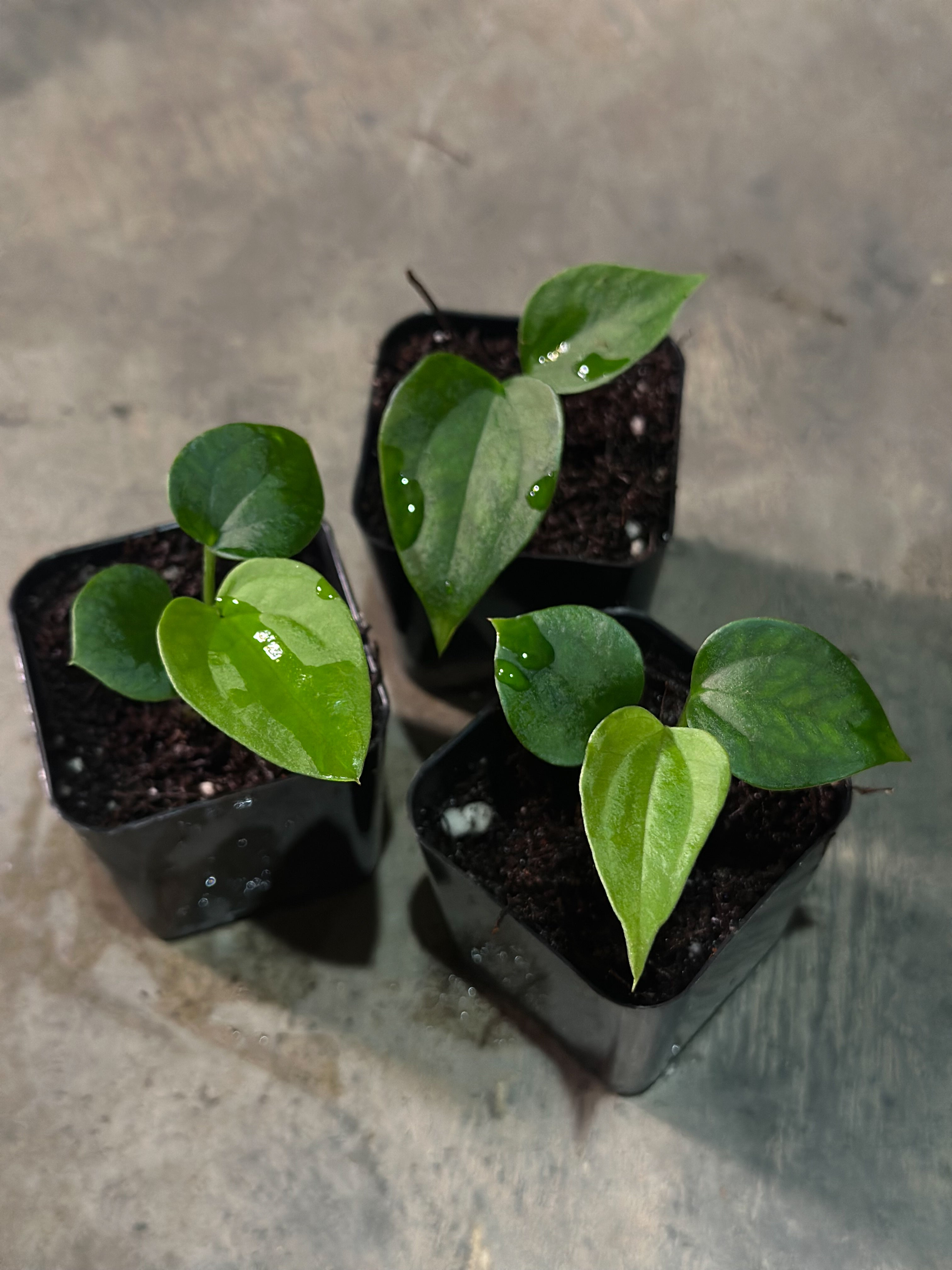 【トップカット】アンスリウムpapi FS/RVDP X Sp.nov.df トップカット】アンスリウムpapi FS/RVDP X Sp.nov.df