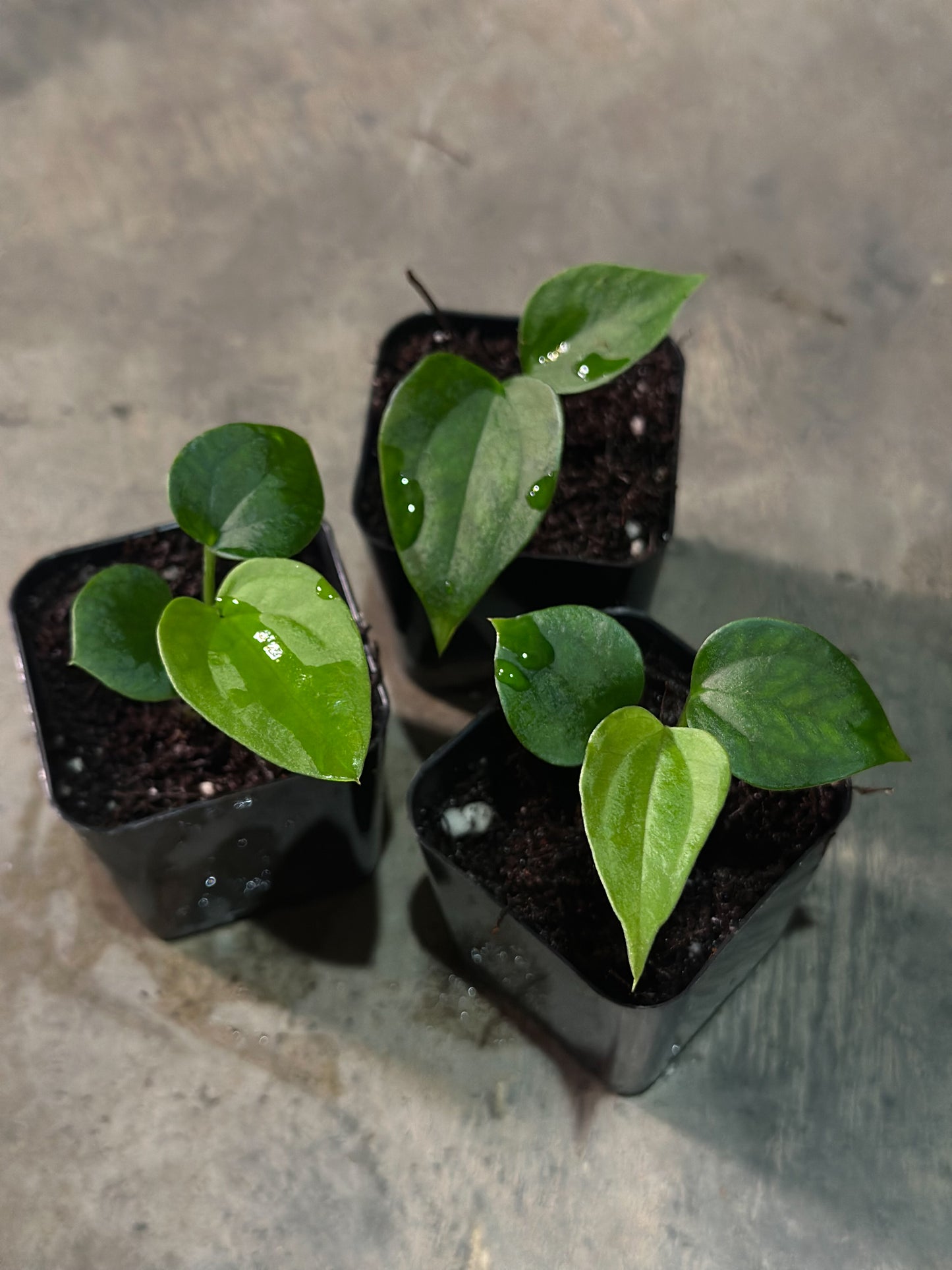 Pap 18 x Nov DF Seedling