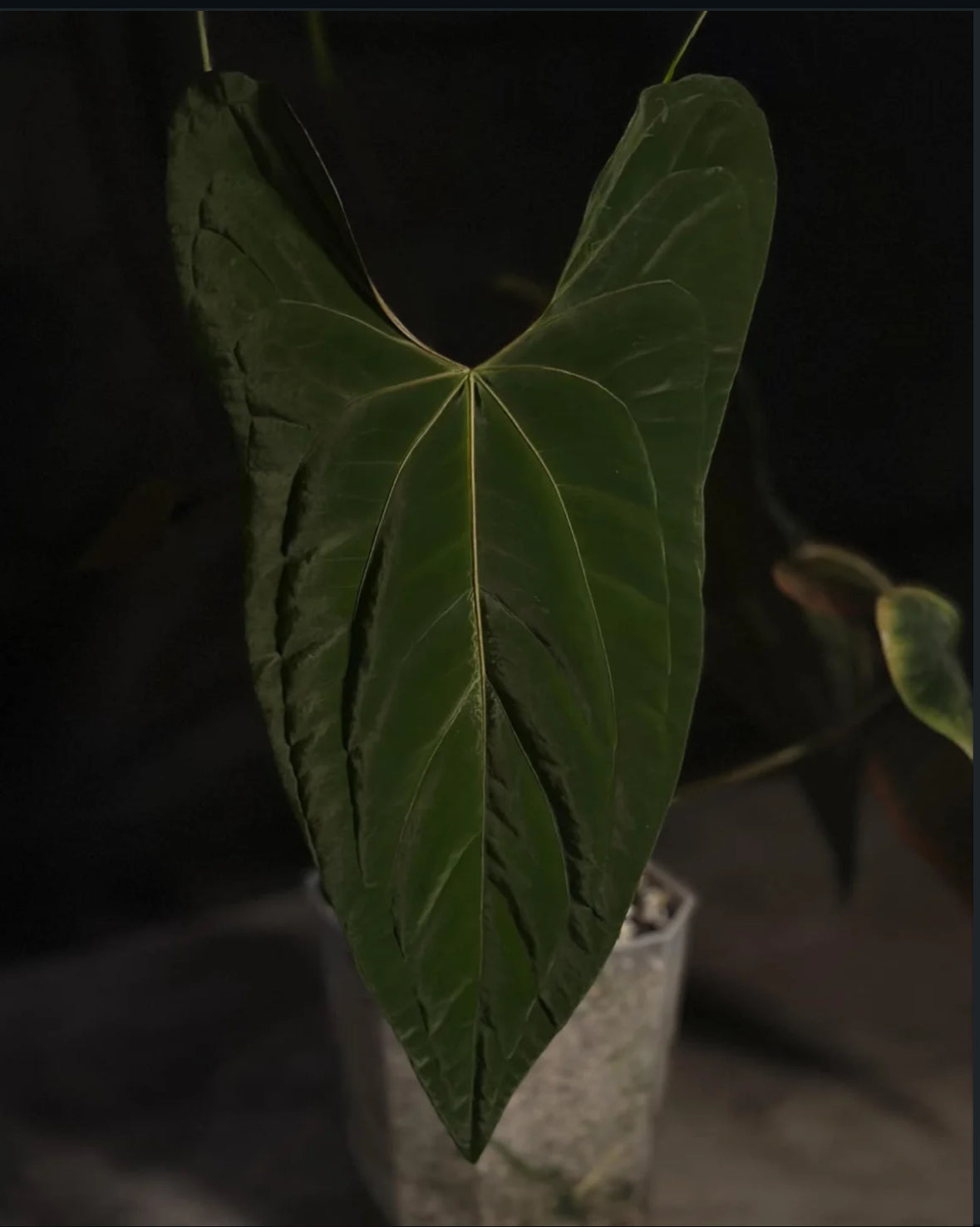 Pap 18 x Nov DF Seedling