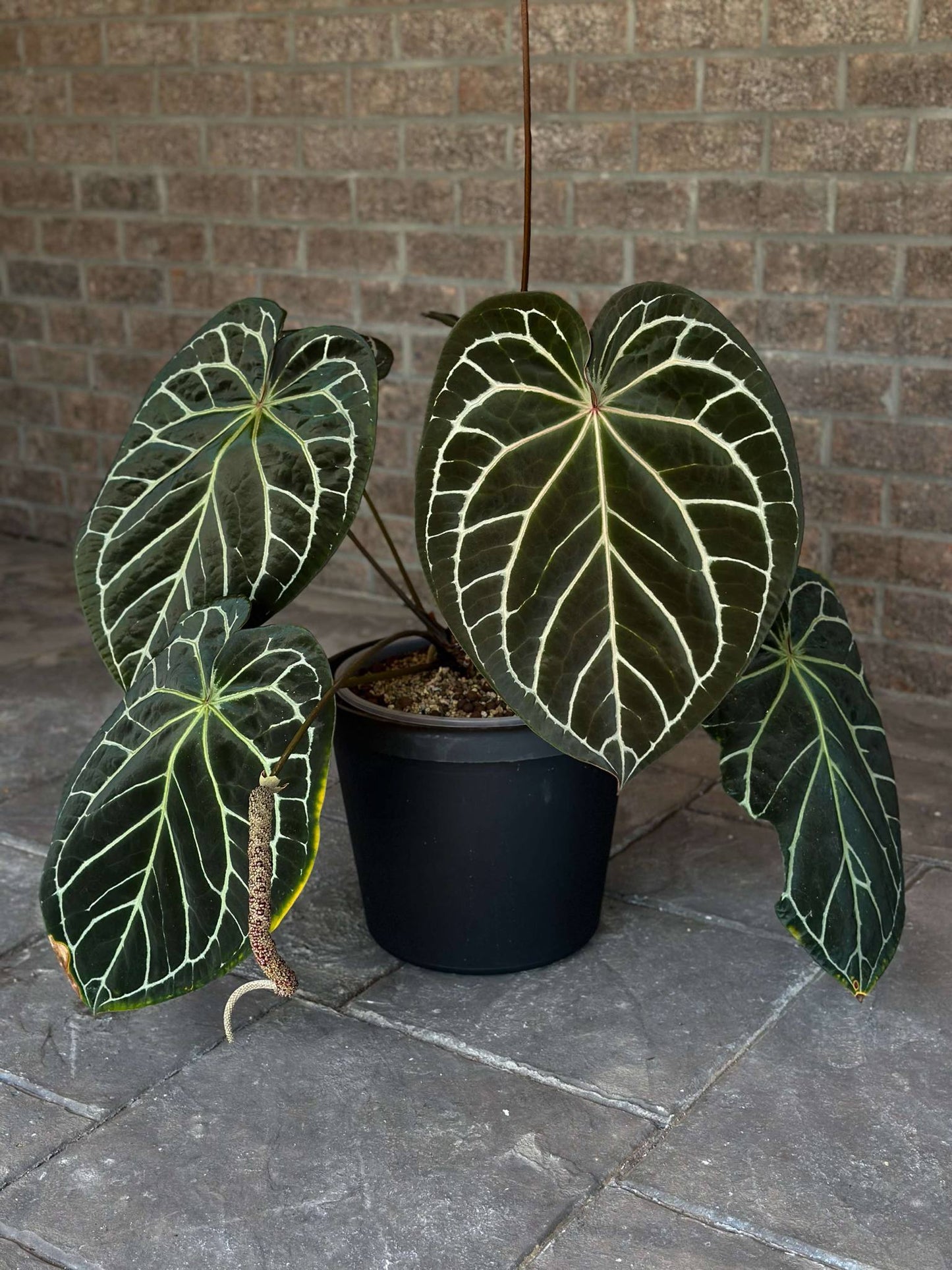 Exact Plant: Select Doc F2 x Black Widow Michelle