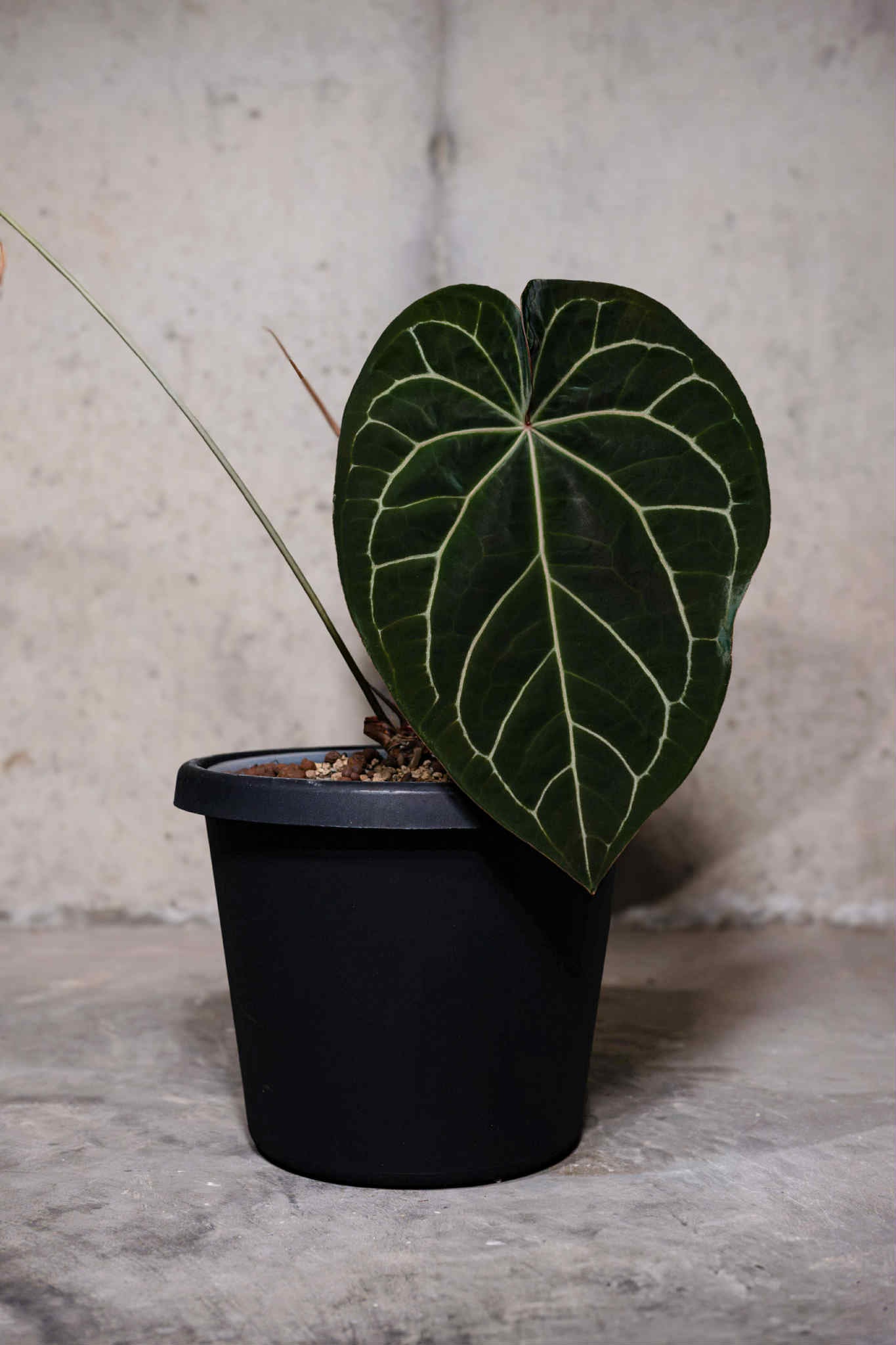 Exact Plant: Select Doc F2 x Black Widow Michelle