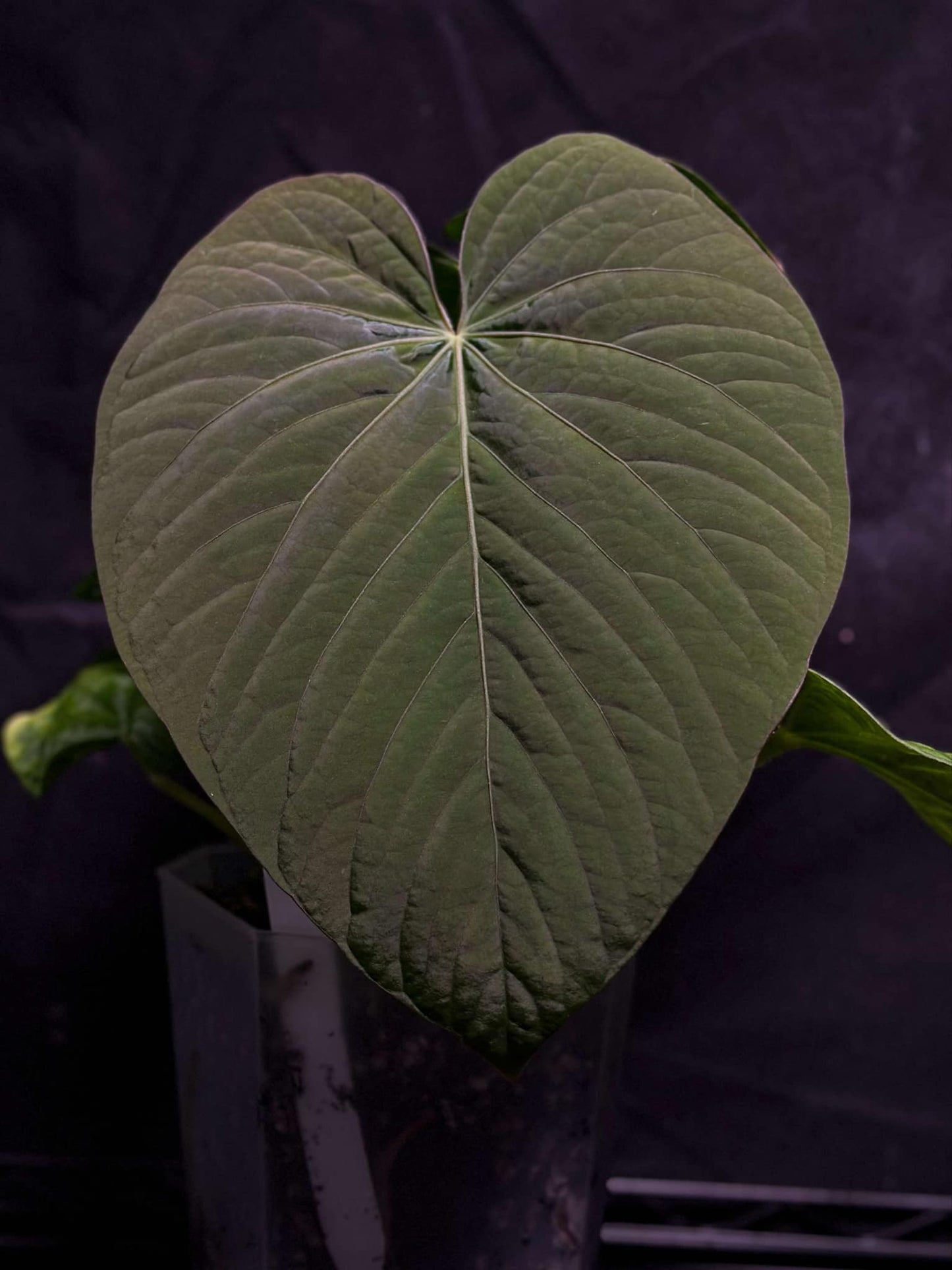 Kuna RA2 x Zara BB1 2x Germinated Seeds