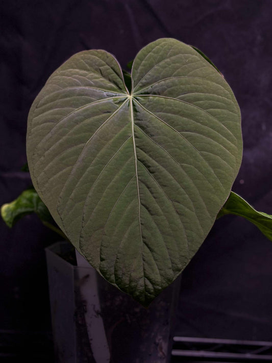 Kuna RA2 x Zara BB1 2x Germinated Seeds