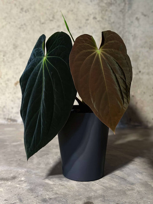 BVEP (RF1 x Darkstar) x (Dress x Carla)