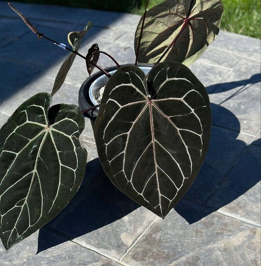 2x (Red Velvet Cake x Zara Michelle) x Carla (OG5 x RA8) seeds