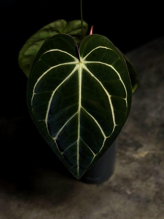 Carla RA 5x10 x Carla PM6 Germinated Seed
