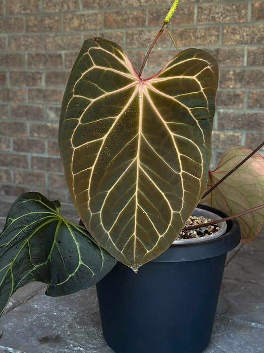 (Dorito x Red Crystal) x Kuna RA2