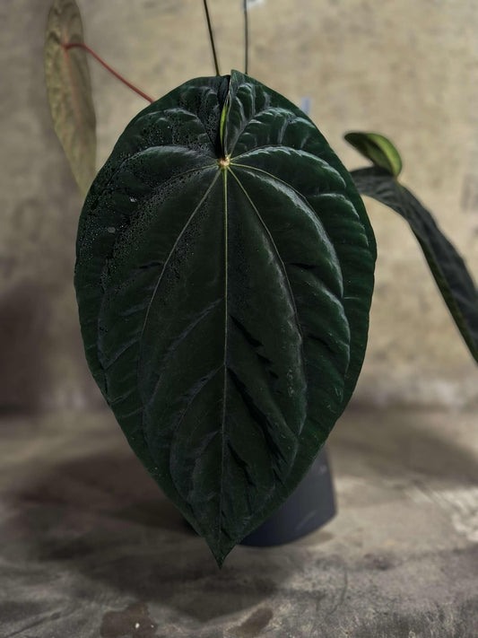 NSE Dress "Nocturne" x BVEP (Round x BBL) Germinated Seeds