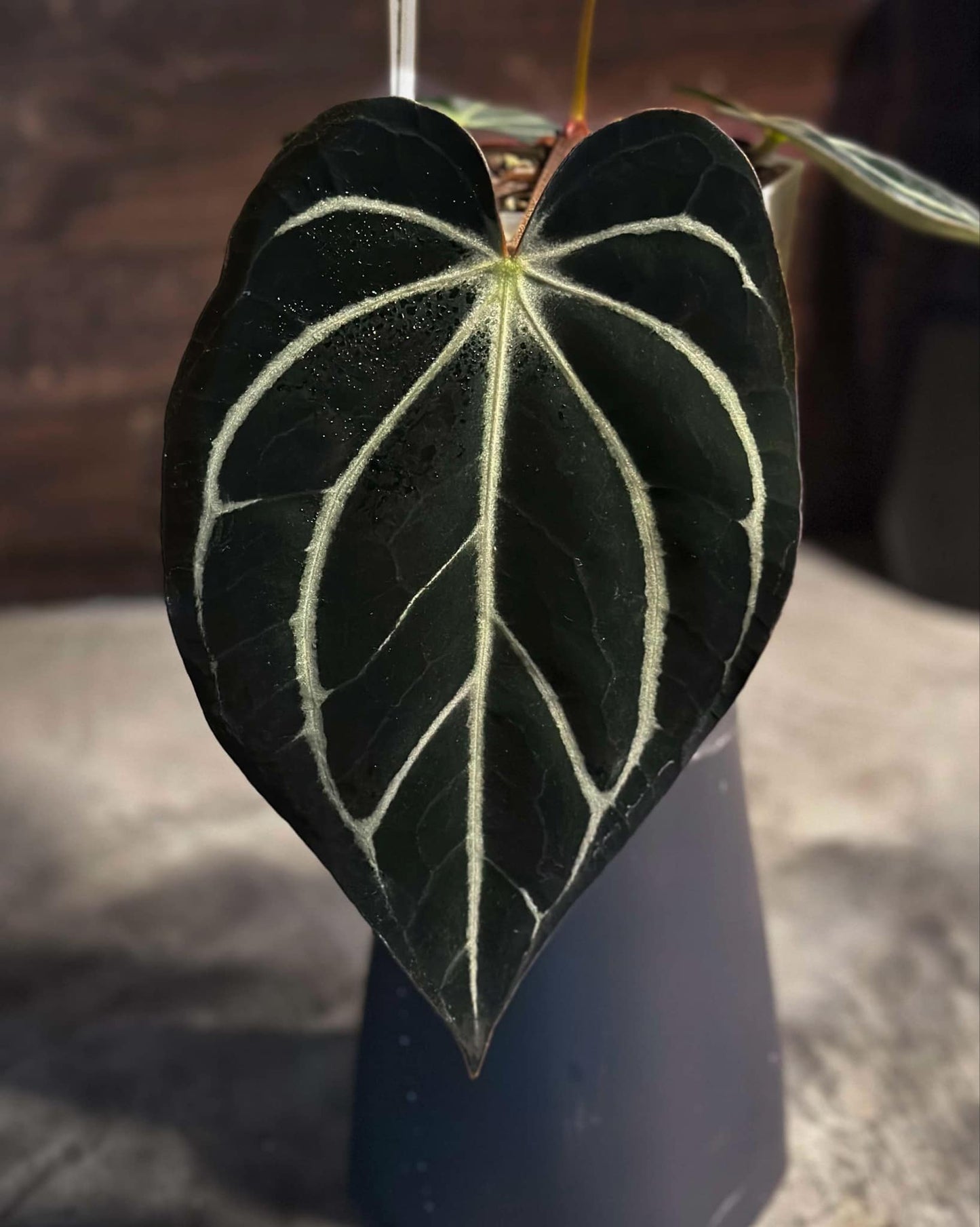 Carla RA 5x10 x Carla PM6 Germinated Seed