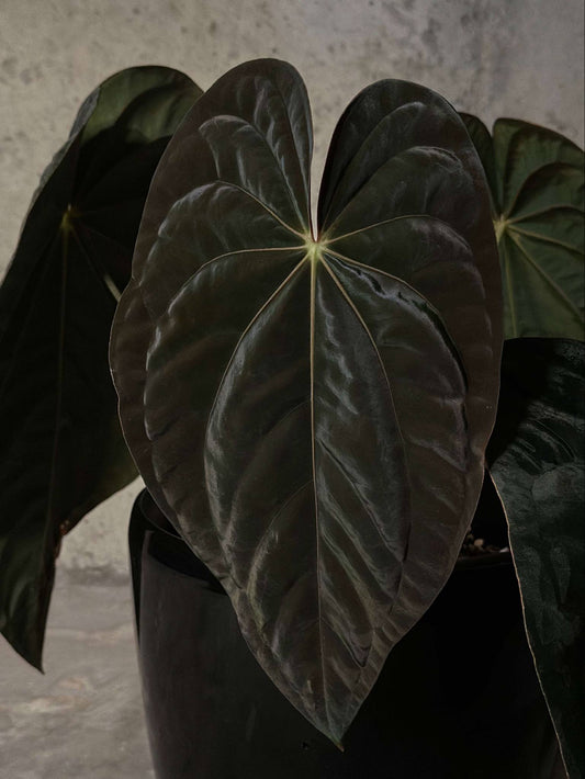 JV FSxRL x Pandemonium Seedling