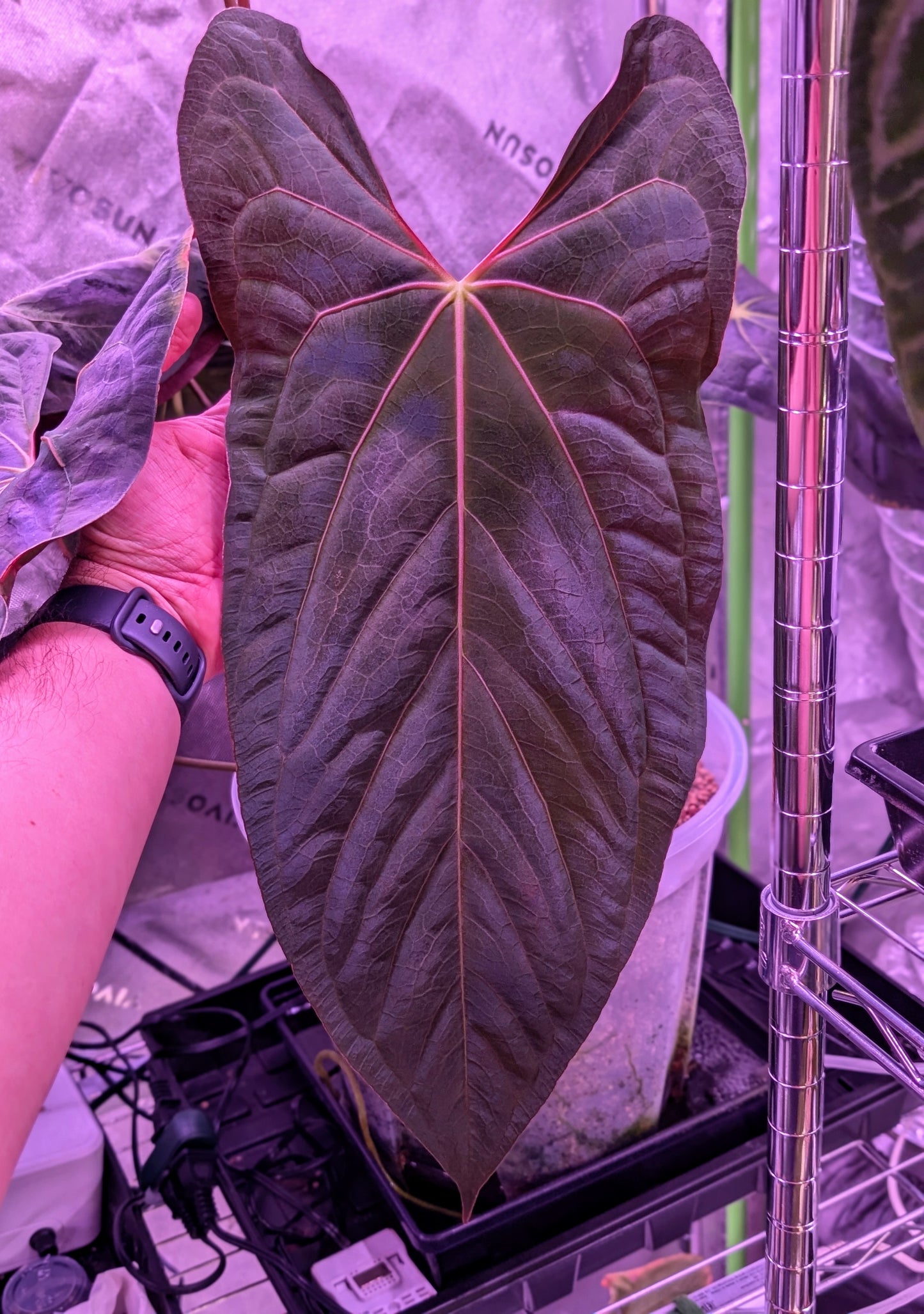 JV FSxRL x Pandemonium Seedling