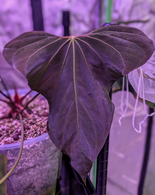 Nov DF x Pap RA18 Germinated Seed