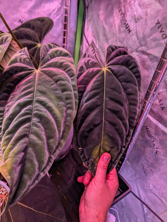 Pap RA6 x Pap RA18 Germinated Seeds