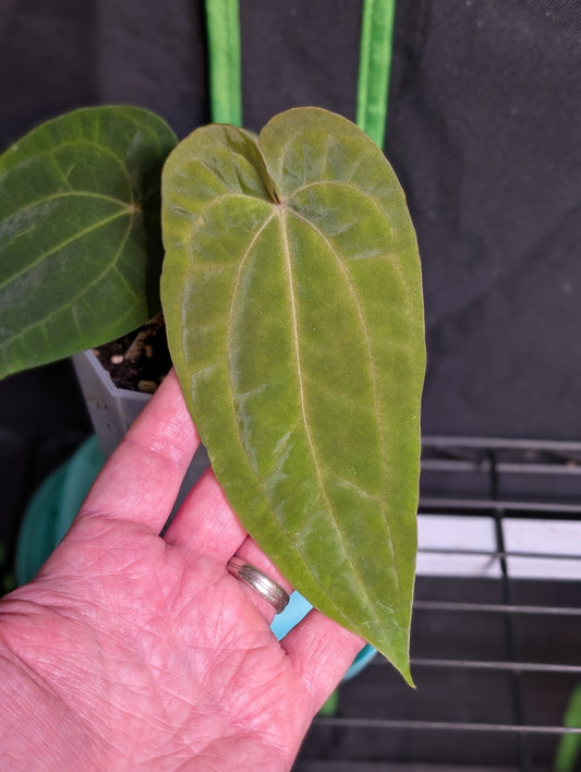 Exact Plant: Antolakii (BVEP) (Round x BBL) x Variegated AoS DF