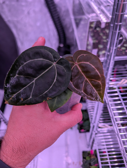 Exact Plant: Select Doc F2 x Black Widow Michelle