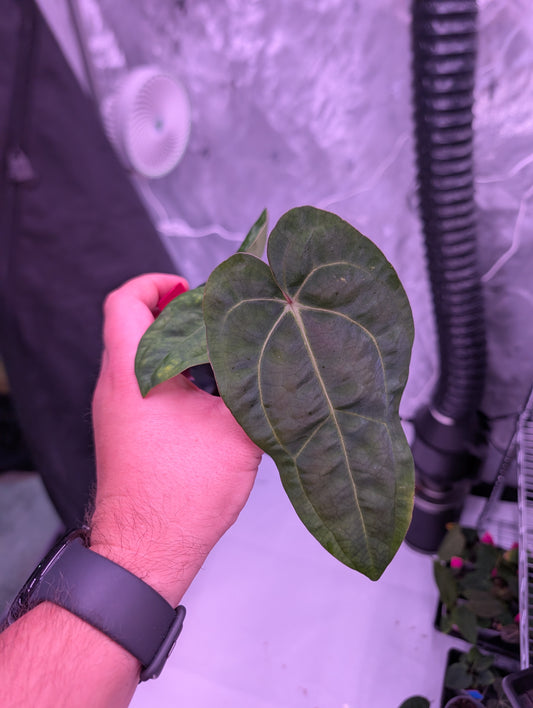 Exact Plant: Select (Variegated AoS DF) x Carla OG4