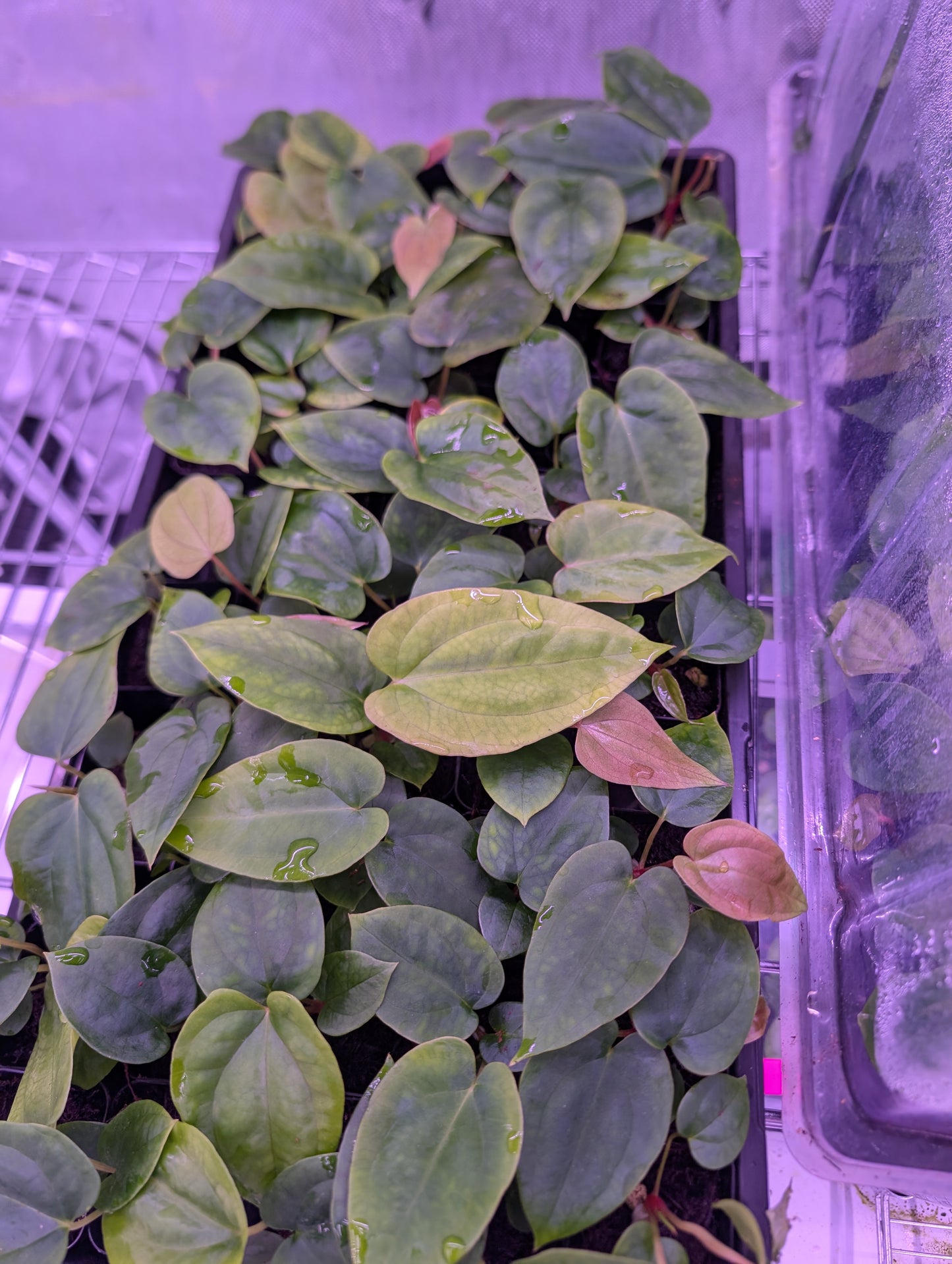 JV FSxRL x Pandemonium Seedling