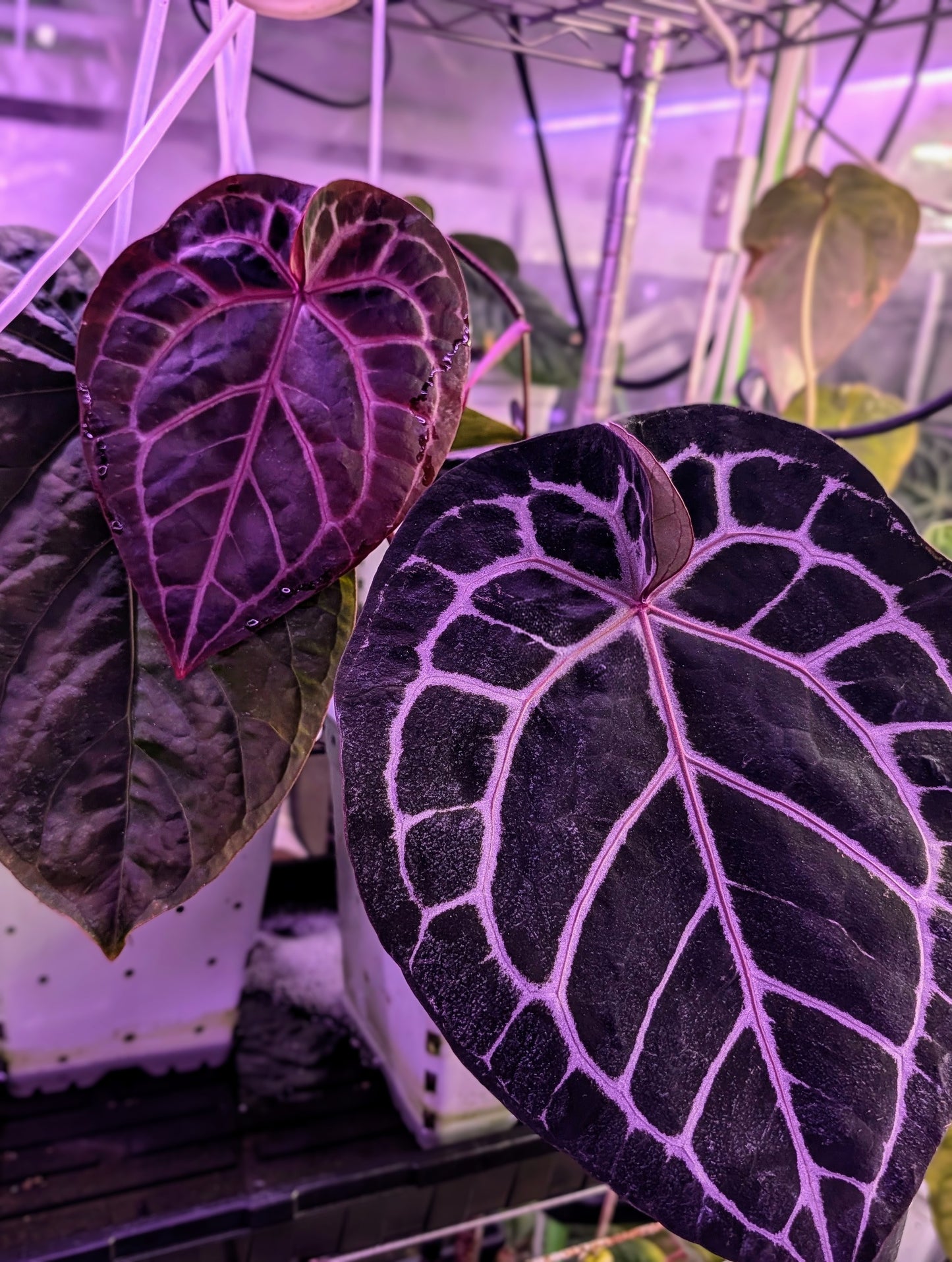 Carlablackiae (RA4xPM1) BB2 x Red Crystal BB1 Germinated Seeds