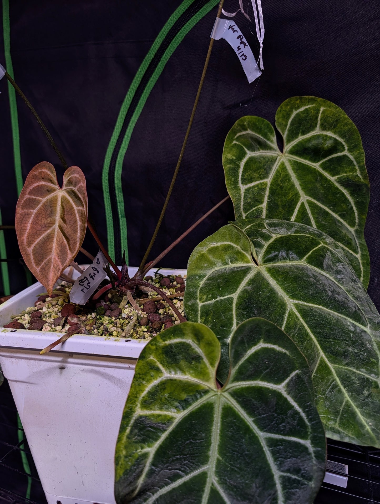 Variegated Crystal x Variegated Papx Germinated Seed