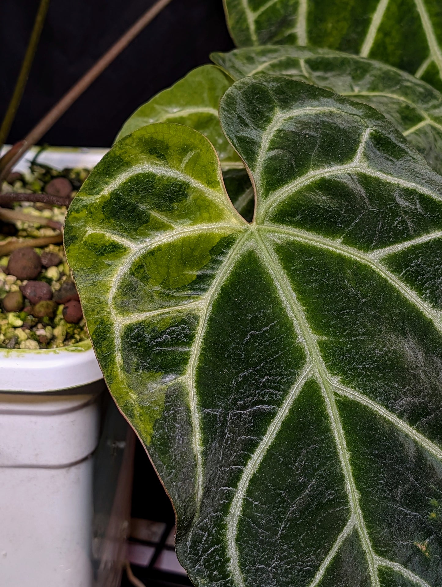 Variegated Crystal x Variegated Papx Germinated Seed