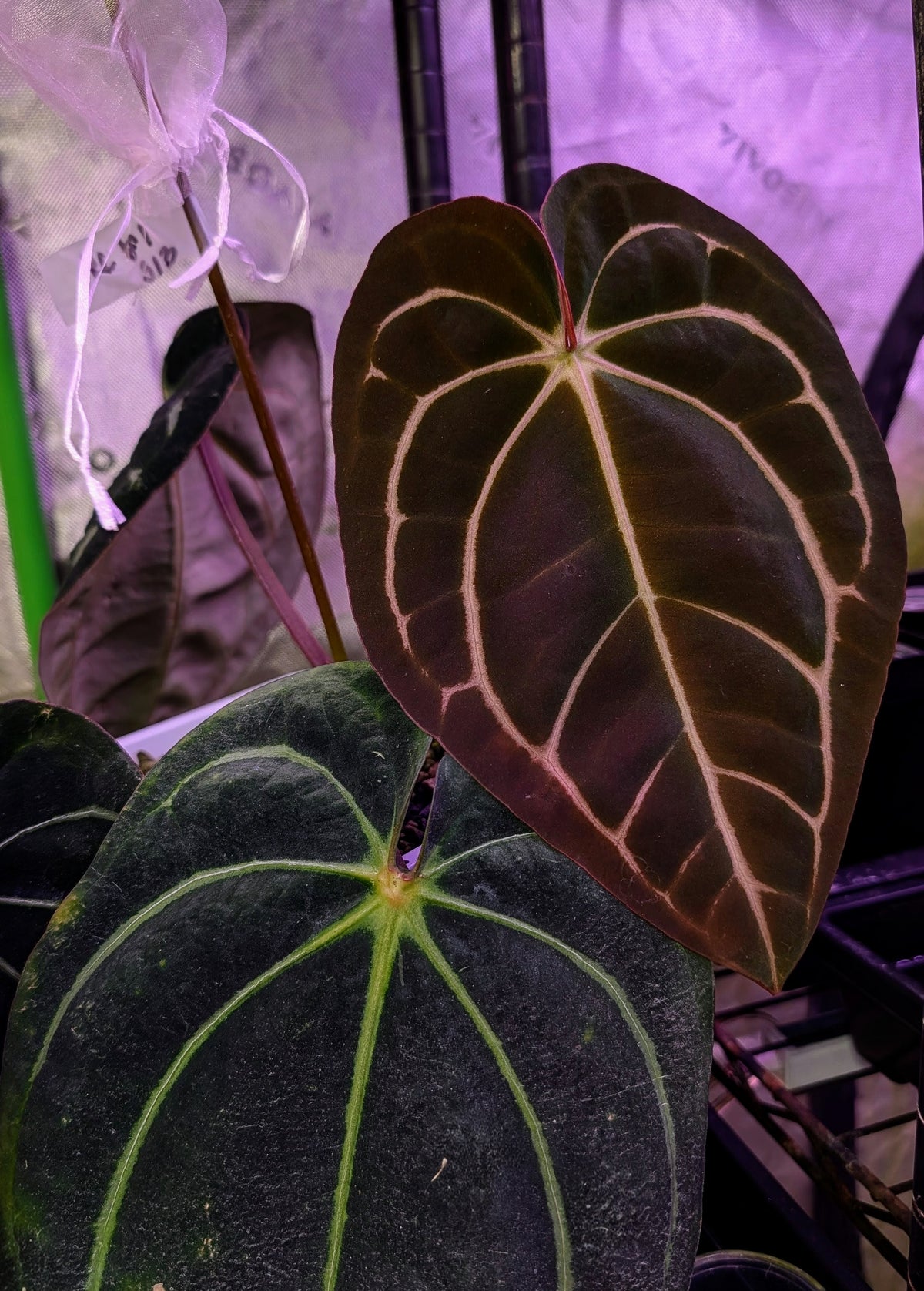 Carlablackiae RA (6x5) BB2 x Red Crystal BB1 Germinated Seeds