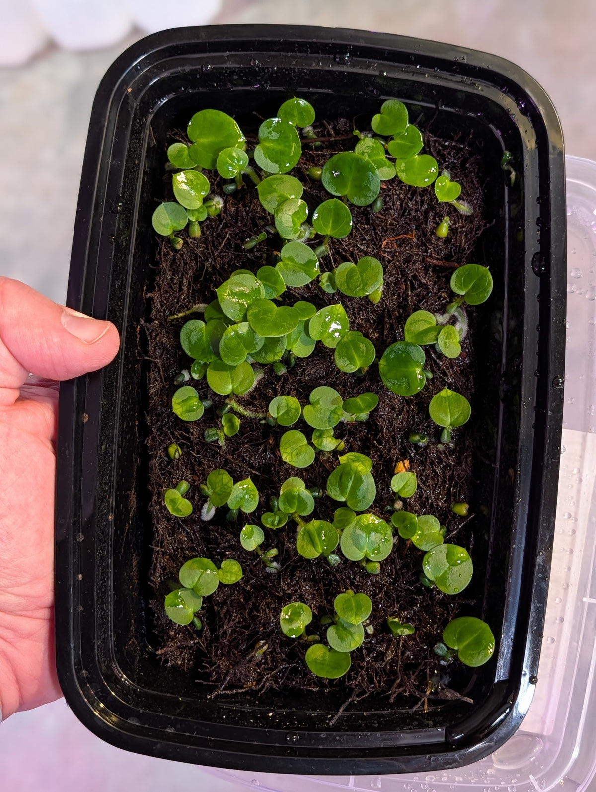 Carlablackiae RA (6x5) BB2 x Red Crystal BB1 Germinated Seeds