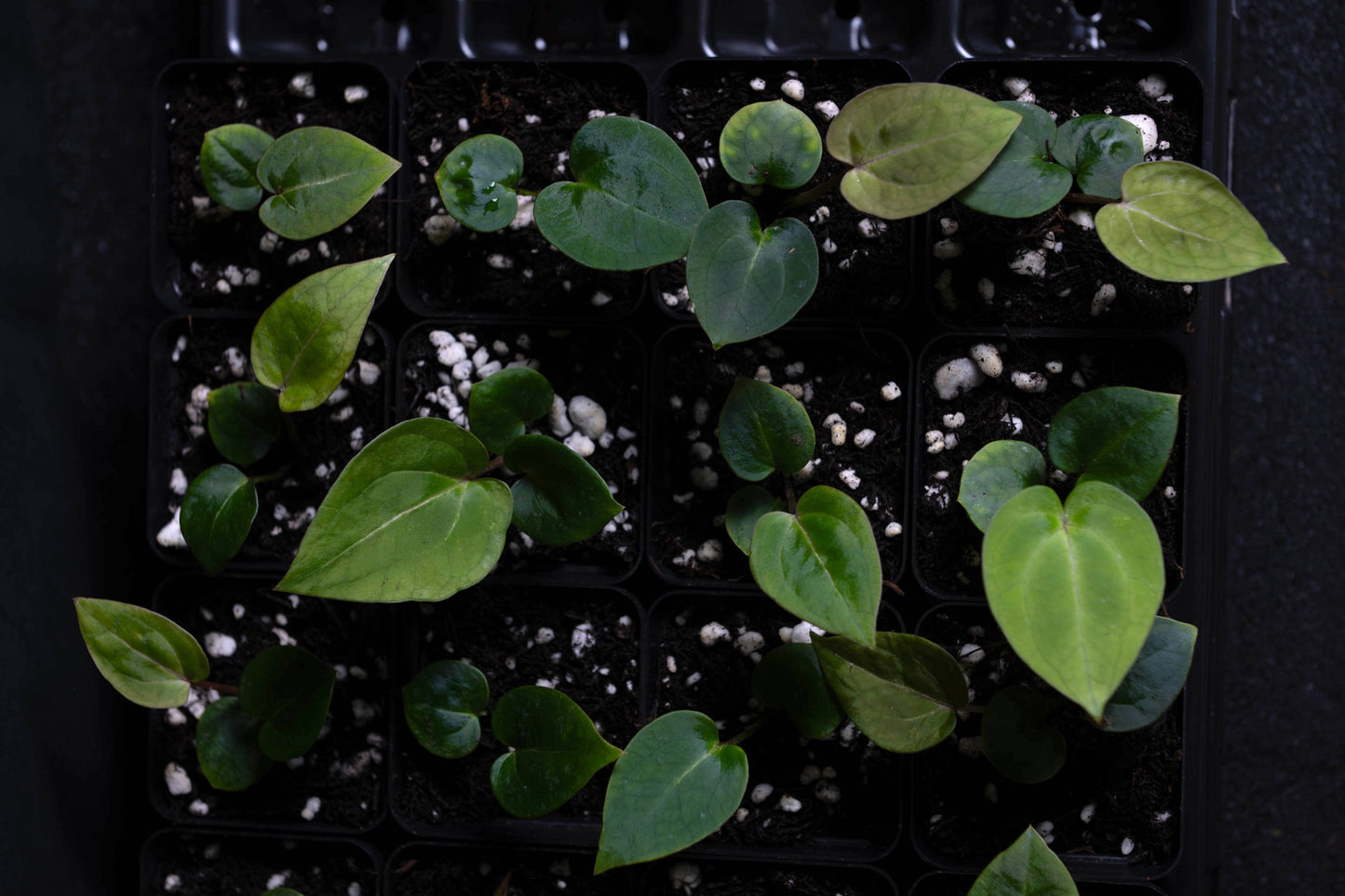 (Red Velvet Cake x Zara Michelle) x (Enid's Bench x Besseae aff "Narrow")