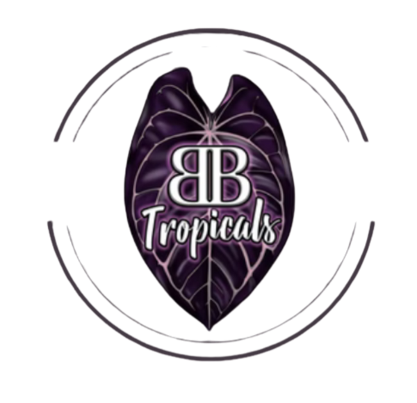 B.B. Tropicals