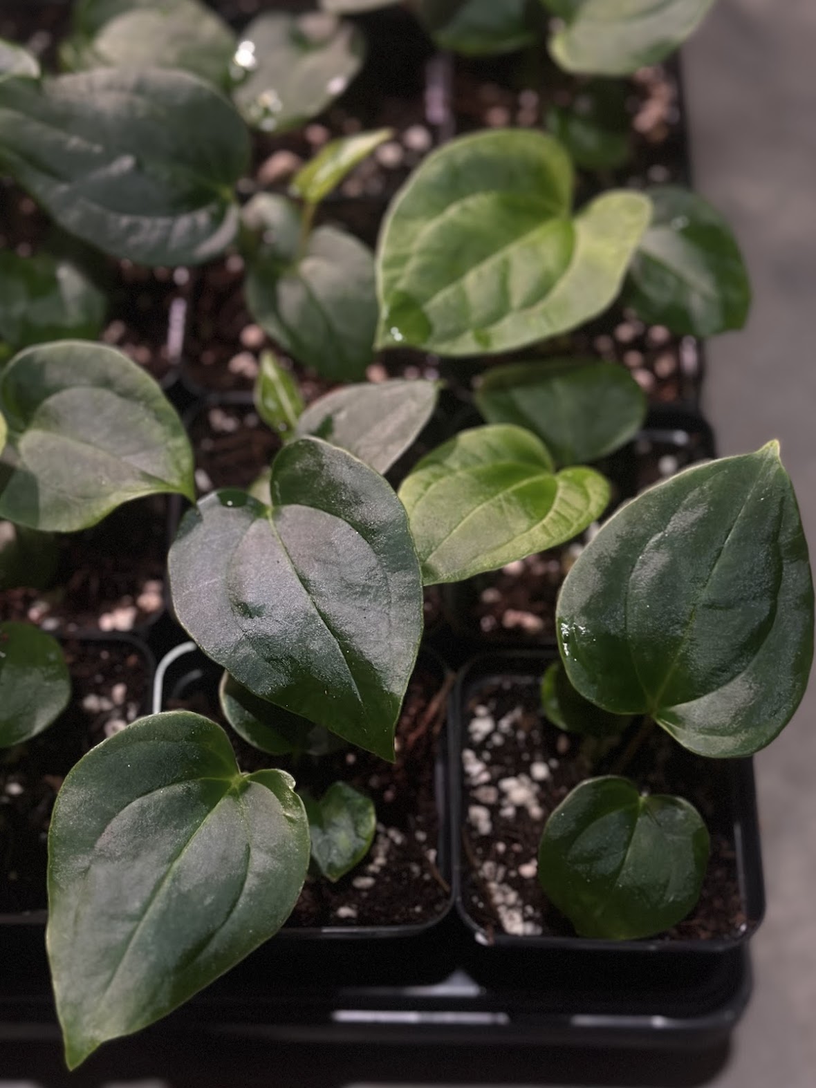 Pap 18 x Wide Bess Seedling