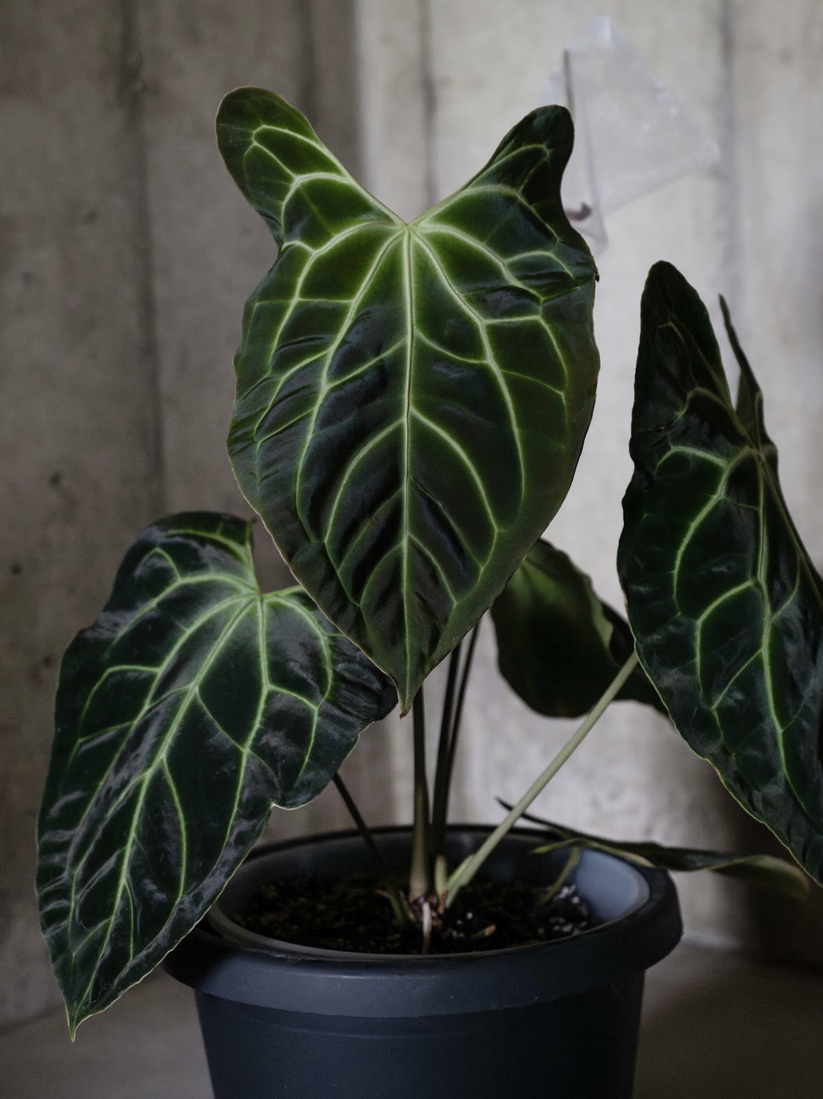 Pap 18 x Wide Bess Seedling